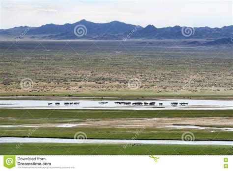 mongools landschap met kudde van paarden stock foto image  wolkenkraam wildernis