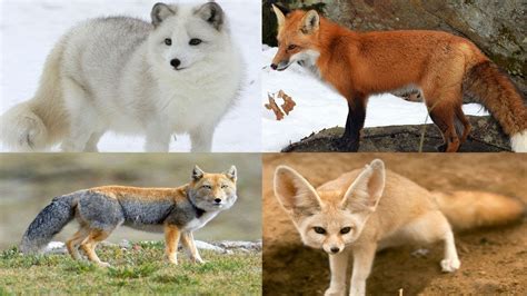 fox species genus vulpes species list youtube