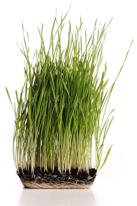 green grass plant stock photo image  natural isolated
