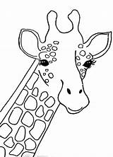 Traceables Traceable Giraffe Stepbysteppainting Mallory Beginner sketch template