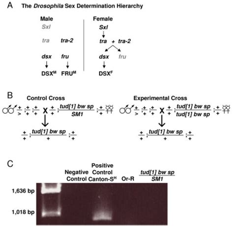 figure 1 identifying sexual differentiation genes that