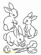 Rabbit Coloring Pages Velveteen Getcolorings Peter sketch template