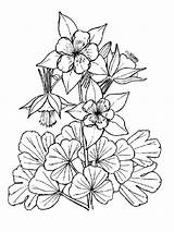 Columbine Printemps Blume Colorier Coloriages Fleur Muguet Lume Wincolor Baeren Manu sketch template