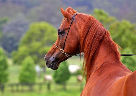 brown horse names ideas  natural tanned horses pet keen