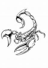 Scorpion Tattoo Scorpio Coloring Pages Drawing Tattoos Zodiac Designs Animal Outline Drawings Stencils Escorpion Colorless Animated Printable Madscar Ink Clipart sketch template