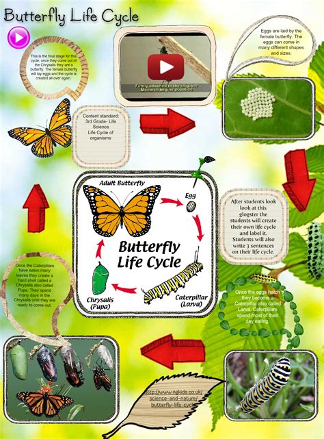 luthfiannisahay life cycle of a butterfly