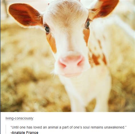 have you ever wished you were as attractive as a cow vegan