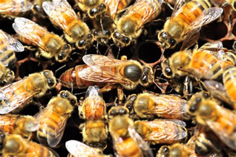 soorten bijen bijenkoningin werksters darren