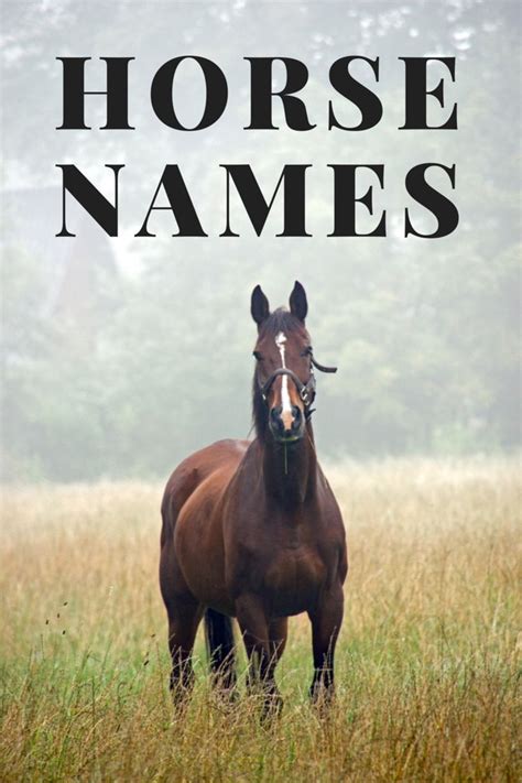 awesome horse racehorse names pethelpful