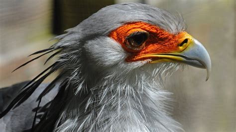 lanky bird s killer kick quantified bbc news