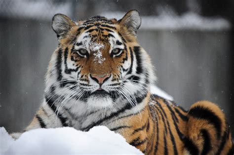 tiger  ultra hd wallpaper  background image  id