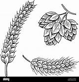 Hops Barley Beer Wheat Malt Vector Illustration Oktoberfest Engraved Ink Alamy Shopping Cart sketch template