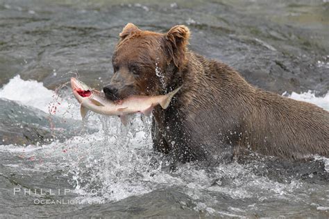 bears eating