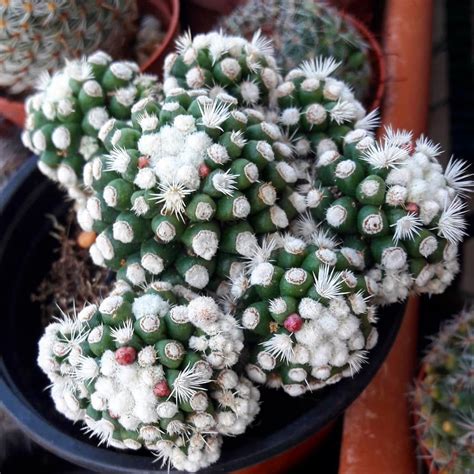 mammillaria vetula ssp gracilis cv arizona snowcap kaktues sukulent
