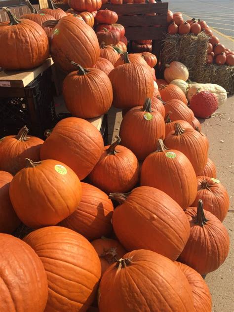 wise woman builds  home easy ways  cook pumpkin