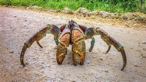 meet  worlds largest crab  feeds  birds  breaks bones