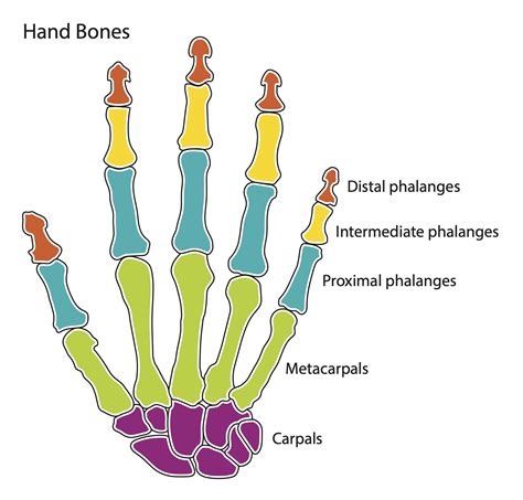 bone color chart