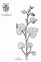 Mustard Garlic Plant Drawing Manual Template Getdrawings Sketch Alliaria Petiolata Invasive sketch template
