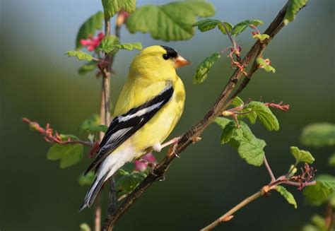 goldfinch washington state bird photograph  carrie griffis port