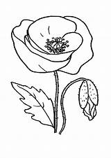 Poppy Coloring Pages Getcolorings sketch template