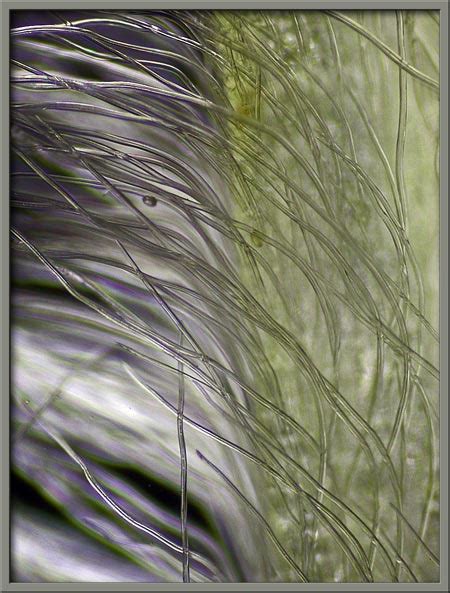 a close up view of the pussy willow