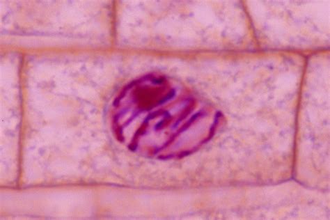 stages  mitosis  cell division