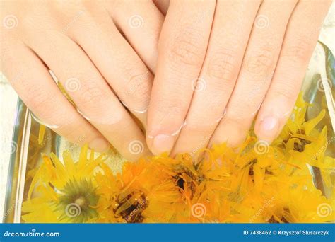 female hands  spa stock photo image  fingers finger