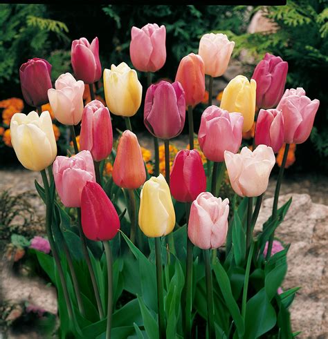 buy mixed triumph tulips  bulbs assorted colors  tulip bulbs