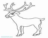 Elk Pages Coloring Bull Baby Getdrawings Print Getcolorings sketch template