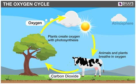 oxygen cycle  overview usesproduction  facts  oxygen
