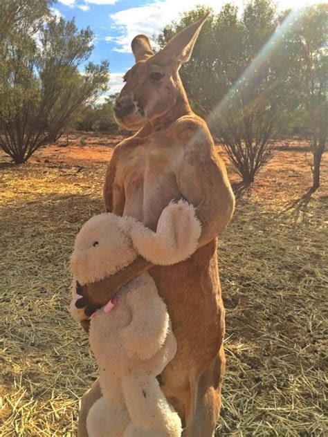 Check Out This Strangely Buff And Manlike Kangaroo With Rippling