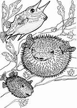 Coloring Fish Porcupine Cowfish Pages Supercoloring Drawing Categories Adult Puffer sketch template
