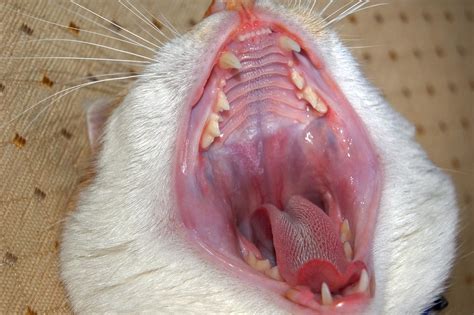 cats mouth eww raj nag flickr