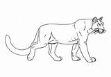 Cougar Coloring Pages Lion Mountain sketch template