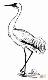 Coloring Crane Pages Printable Kranich Kids Bird Drawing Animal Color Malen Ausmalen Ausmalbilder Zeichnen Drawings Da Print Silhouettes sketch template
