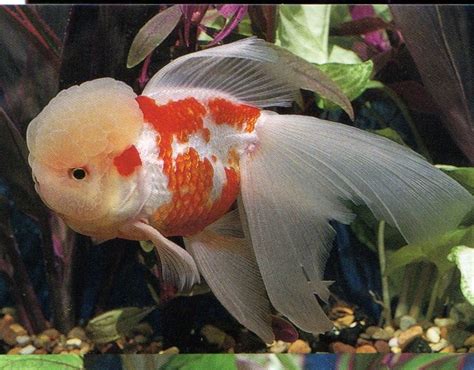 oranda aquarium fish fish pet fish