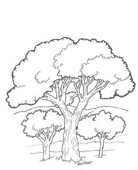 trees  leaves coloring pages   printable coloring pages