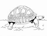 Tortuga Terrestres Carbonaria Tortugas Turtles Tortoise Hare Imprimir Reptiles Línea sketch template