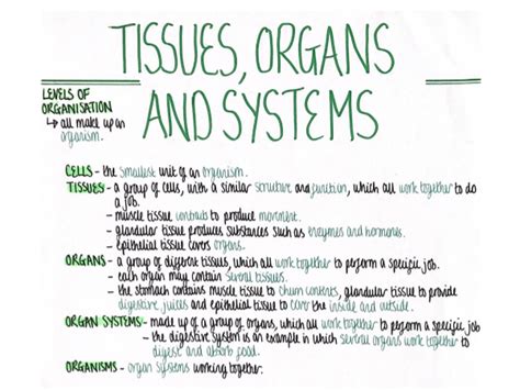 Tissues Organs And Systems Organisation Revision Poster [aqa Gcse