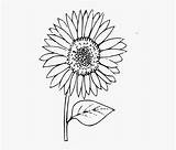 Outline Sunflower Plant Flower Coloring Pngitem sketch template