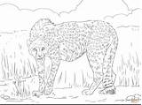 Coloring Cheetah Pages Printable Asiatic Cub Print Realistic Animals sketch template
