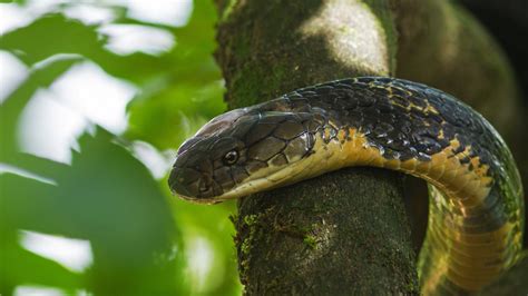 king cobra worlds longest venomous snake roundglass sustain