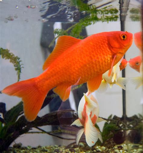goldfish care types pictures diseases  treatment common goldfish