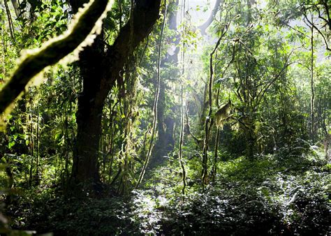 visit bwindi impenetrable forest uganda audley travel