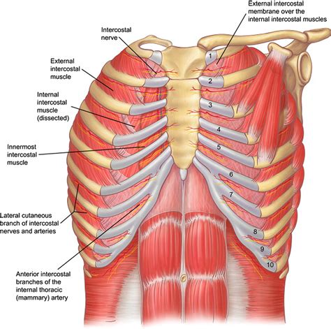 chest muscles antomy pin  paul mizzi  training pinterest