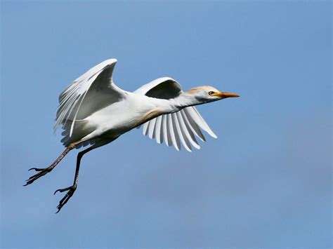 southwest daily images  cattle egret  flight
