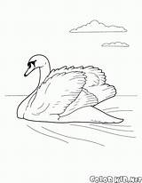 Cisne Cigno Cygne Colorkid Coloriage Stampare Aves Oiseaux Fliegen Colorir Coloriages Colorier sketch template