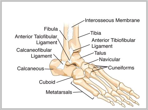 bones anatomy chart page  graph diagram