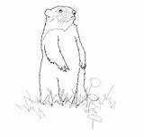 Coloring Groundhog Pages Printable Standing Drawing Groundhogs sketch template