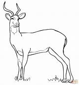 Antelope Kob Uganda Coloring Pages Drawing Color Dot Supercoloring Categories sketch template